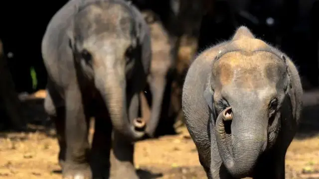 अवैध शराब बनाने वाले जंगली जानवरों को भी अपना निशाना बनाते हैं.