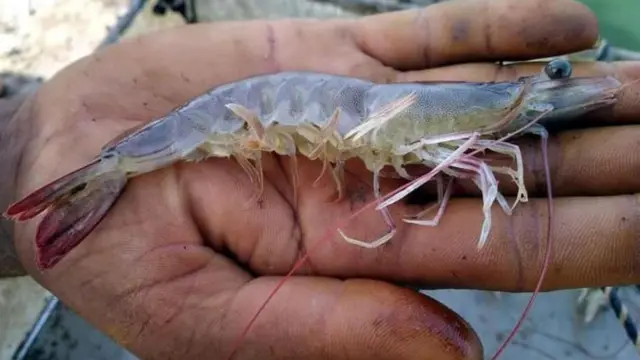 రొయ్యలు