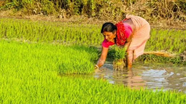 ਝੋਨੇ ਦੀ ਪਨੀਰੀ ਪੁੱਟ ਰਹੀ ਕਿਸਾਨ ਬੀਬੀ