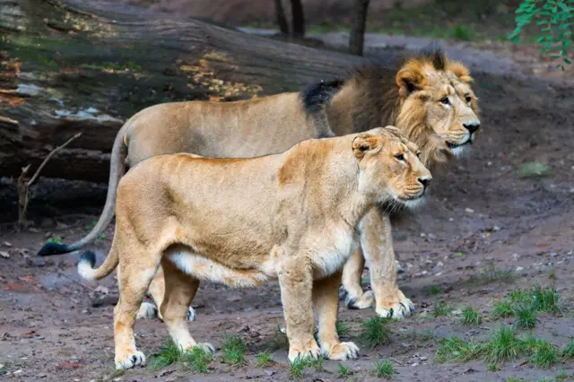 સિંહ, ગીર, પ્રાણી, જંગલ, માનવી, ગુજરાત, બીબીસી ગુજરાતી 