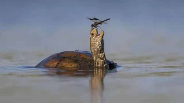 Sonsa funyaan qocaarra taa'u