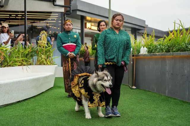 Anjing bernama Luna.