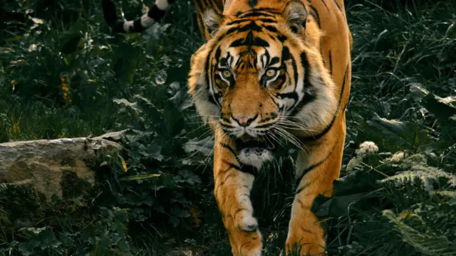 புலிகள் மரணம், வனம், சிறுத்தை, கால்நடைகள், இயற்கை