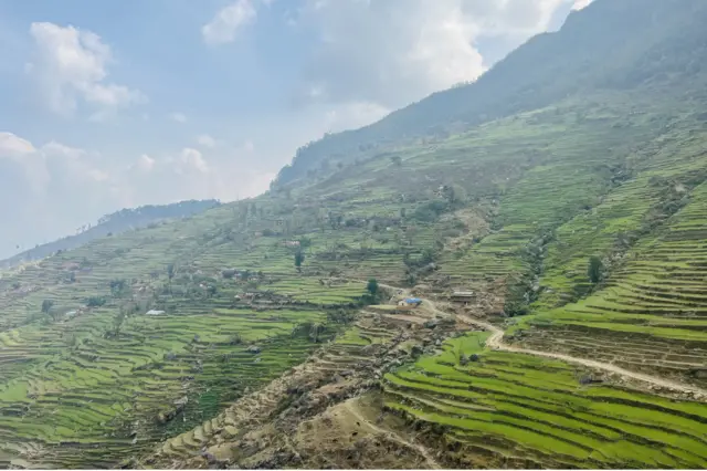 गहुँबाली