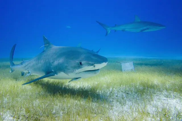 Dos tiburones tigre nadando en un mar tropical con la verde pradera marina en el fondo