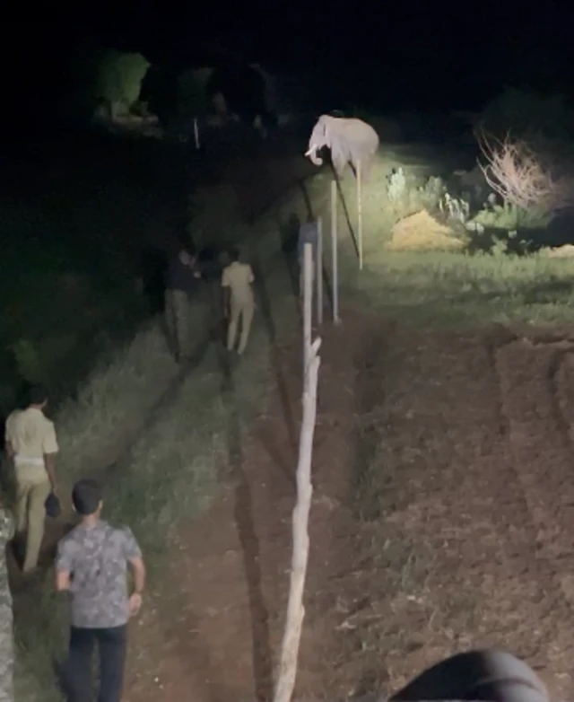 யானை-மனித மோதல், ரோலக்ஸ் யானை, கோவை யானை பிரச்னை