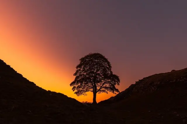 सूर्यास्तका बेला सिकमोरको रूख