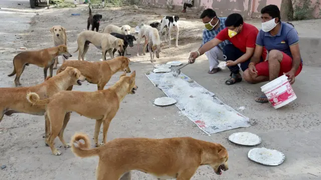 ਆਵਾਰਾ ਕੁੱਤੇ