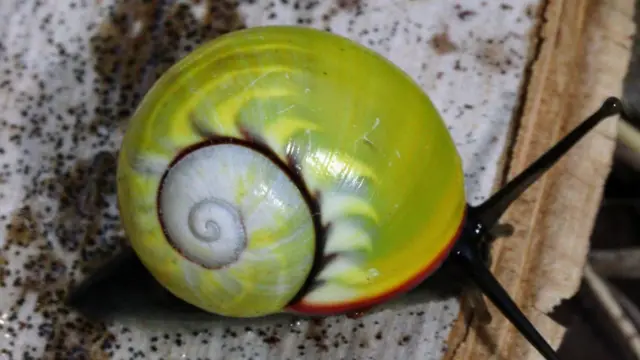 నత్తలు, గవ్వలు 