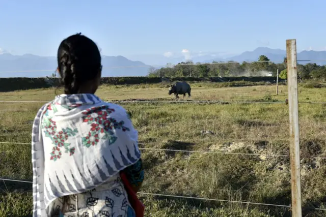 ખેતરોમાં ભૂંડનો ત્રાસ