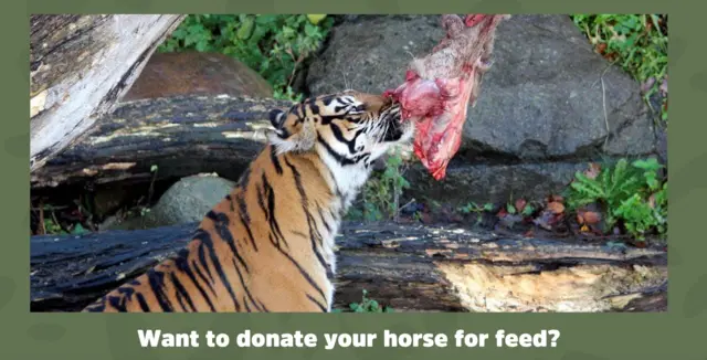 Söz konusu duyuruda bir kaplan et yiyor ve altında "Atınızı yem olarak bağışlamak ister misiniz?" yazısı var.