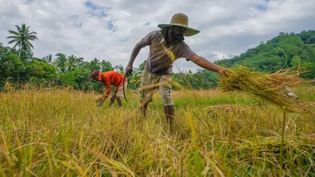 “හාල් පිටරටින් ගේනවාට දැනුත් මම විරුද්ධයි" මන්ත්‍රී නාමල් කරුණාරත්න 