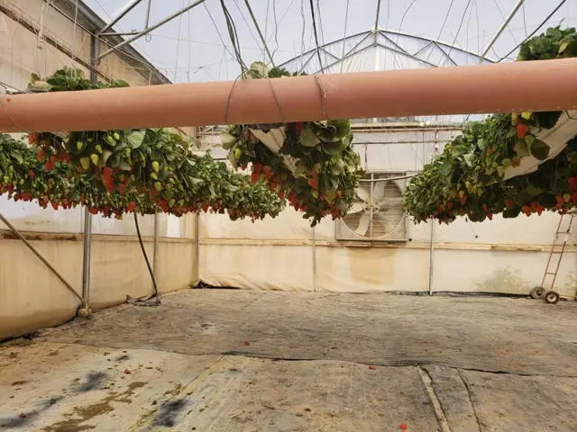 ‘लर्न एन्ड अर्न’ योजनाअन्तर्गत काम गर्दै सिक्नका लागि कृषि क्षेत्रमा नेपाली विद्यार्थीलाई इजरेल पठाउने प्रक्रिया भने अहिले रोकिएको छ