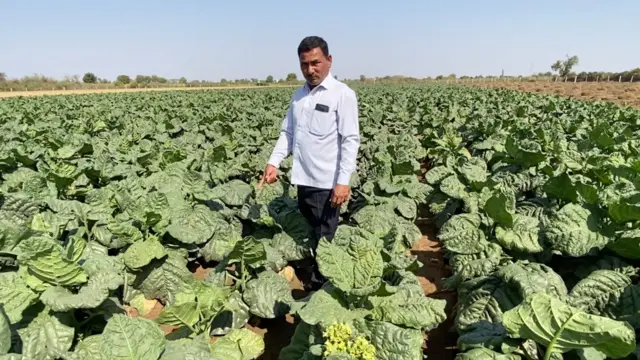 બીબીસી ગુજરાતી સુરેન્દ્રનગર ખેડૂત તમાકુ ખેતી જીરુ ધાણા વાવેતર 