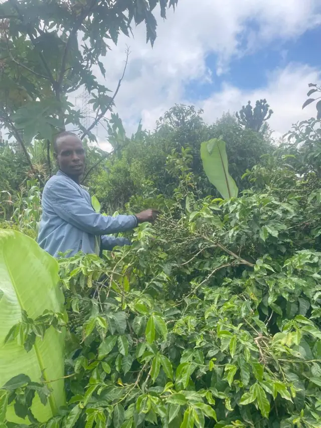 ለገሠ በጦሳ በቡና ማሳ ውስጥ