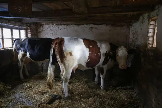 краве у штали 