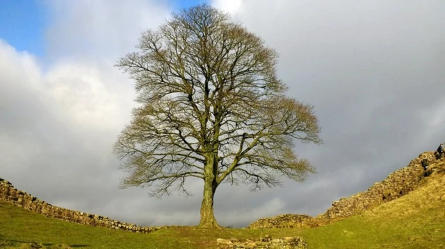 Sycamore gap tree on Hadrian's Wall in winter