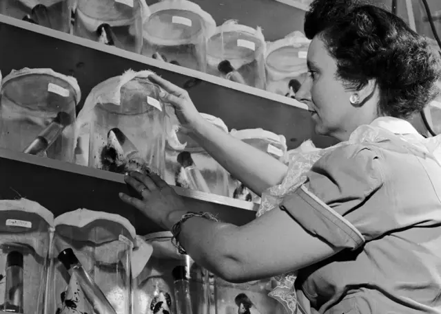 Une femme s'occupe de cafards dans des pots de verre