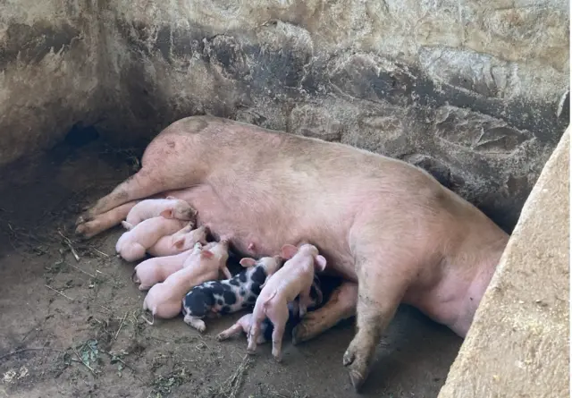 Mu bworozi bakora harimwo ingurube