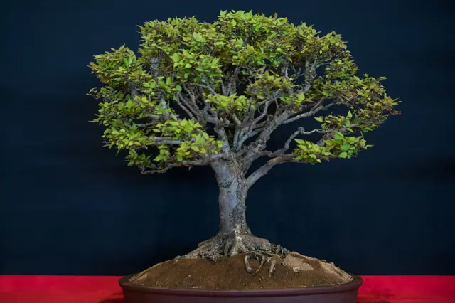 د شنې ونې یو انځور