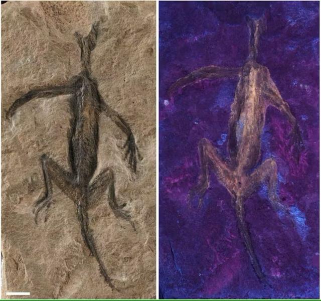 Uma foto do espécime ao lado de uma imagem em ultravioleta, mostrando que não há tecido mole sob a camada preta de cobertura