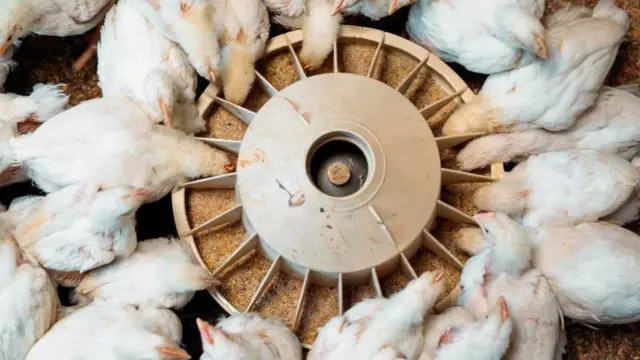 মুরগির ফিডের দামও এক বছরের তুলনায় বেড়েছে