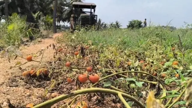 தக்காளி, விவசாயம் , பயிர்கள் அழிப்பு, குறைந்தபட்ச ஆதார விலை