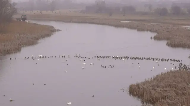 labudovi plivaju u vodi bare Zasavica