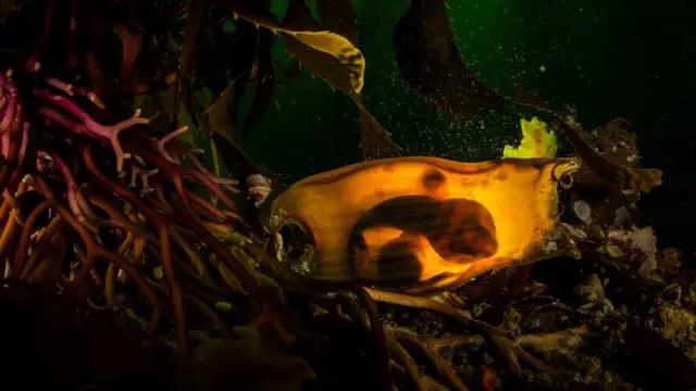 جنين سمكة قرش داخل كيس البيض