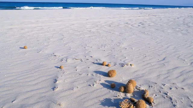 "Pelotas de Neptuno".
