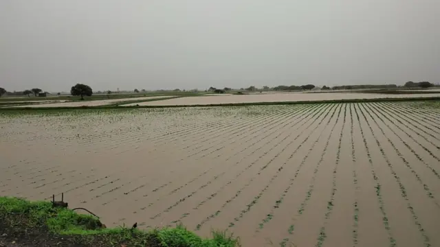 જુનાગઢ મગફળી અને કપાસનો પાક ધોવાયો