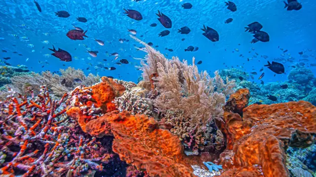 Terumbu karang di Sulawesi