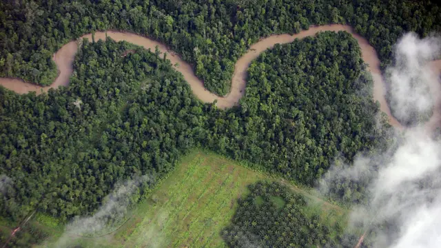 Perkebunan sawit muda di Jayapura, Papua.