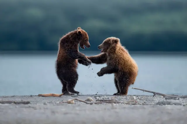 Two grizzly bears standing on their hind legs with both right hand pours touching, givin