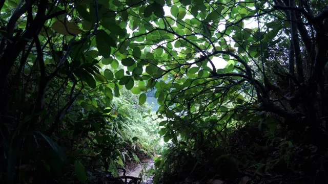  මඩොල් දූවේ ප්‍රමාණය සම්බන්ධයෙන් ග්‍රන්ථයේ ඇති ප්‍රබන්ධයට වඩා එහි විශාලත්වය බෙහෙවින් අඩු බව එහි ළඟා වූ අපට වැටහුණි. 