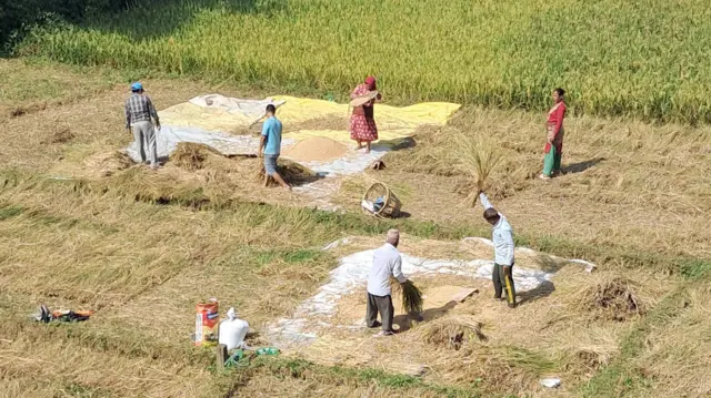 धान थन्क्याउँदै