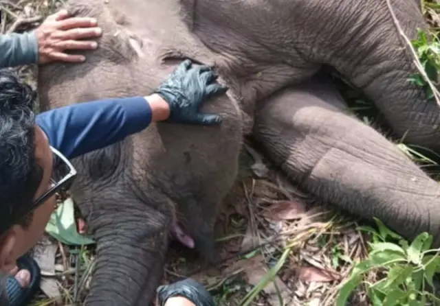 Pihak Balai TNTN kini tengah mencari tahu penyebab kematian gajah Tari. 