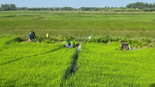 ரேஷன் அரிசி, ரத்த சர்க்கரை அளவு, தமிழ்நாடு, உடல்நலம்