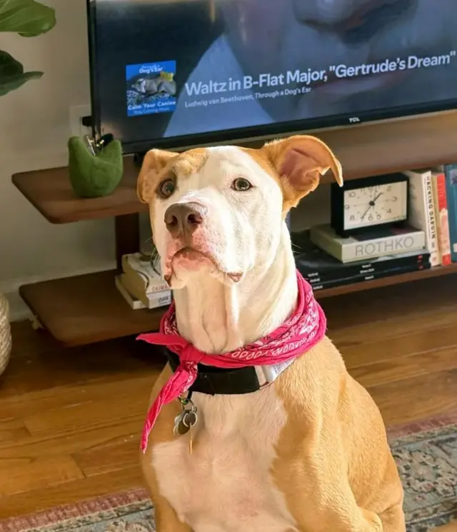 목에 빨간 스카프를 두른 개