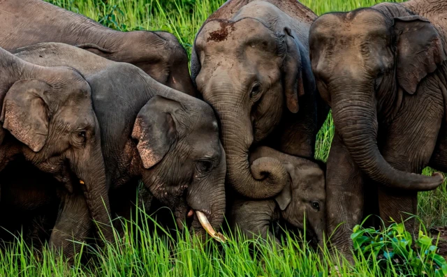 'ጽንዓት ይሃብኩም'