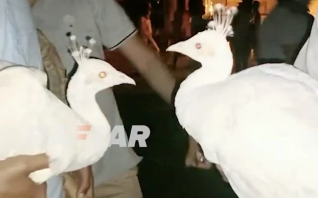 دو طاووس در دست