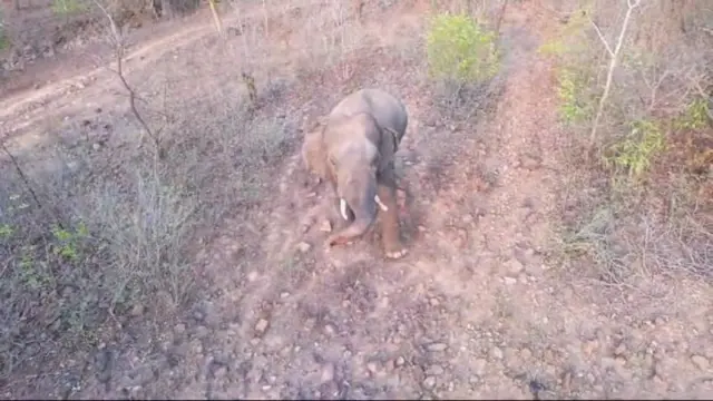 ఏనుగుల దాడి 