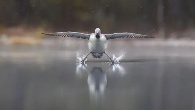 నికాన్ వైల్డ్ లైఫ్ అవార్డ్స్