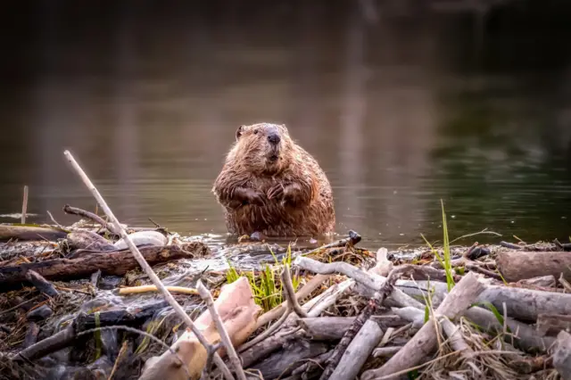 Un castor à un barrage