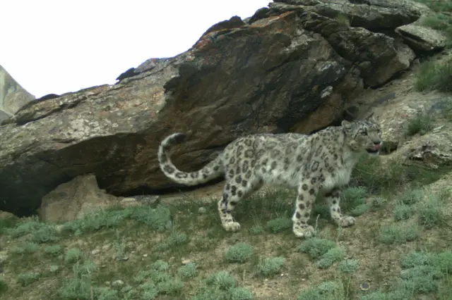 Snow Leopard Foundation in Kyrgyzstan
