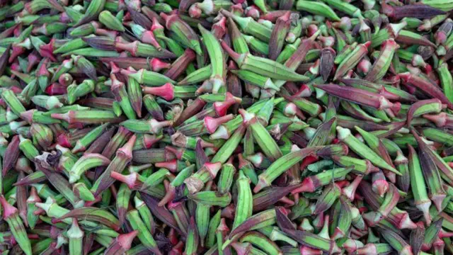 Ụrụ ahụike ọkwụrụ bara