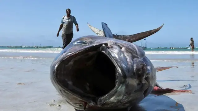 A fisherman walks towards his catch on a beach