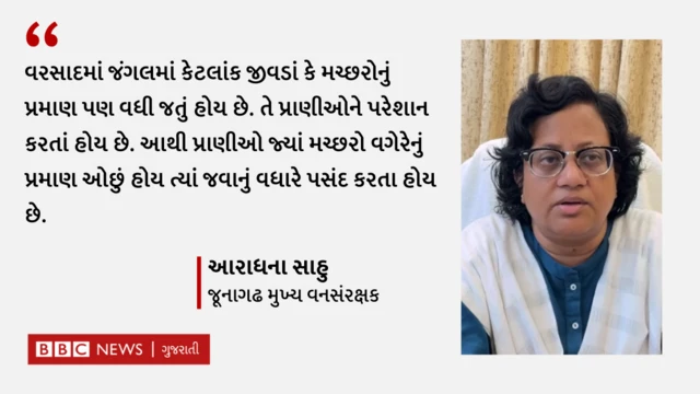 એશિયન સિંહ, ગીર જંગલ, ગુજરાત, ચોમાસું
