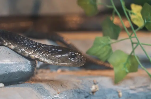 সাপের কামড়ে ভারতে প্রতিবছর অন্তত ৫৮ হাজার মানুষ মারা যান - প্রতীকী ছবি