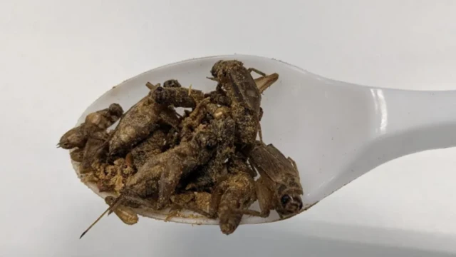 சிற்றுண்டி